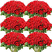 Artificial Velvet Roses – 50PCS Long-Stem Flower Bouquet SF