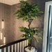 Artificial Ficus Tree – Twisted Trunk Japanese Fruticosa Style - Samanta Factory