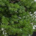 Bonsai Tree – Luxury Pine Design with Customizable Branches - Samanta Factory