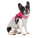 Waterproof Dog Jacket with Harness – Winter Warm Pet Coat for Small & Large Dogs, Labrador, Chihuahua, French Bulldog - Samanta Factory